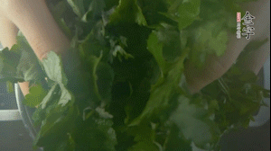 【面皮】1.鍋中水開時(shí)，放挑揀好的艾草和一撮小蘇打，第一遍煮開后倒掉，重新加水大火煮開后，小火煮1小時(shí)。煮爛的艾草用紗布瀝干。